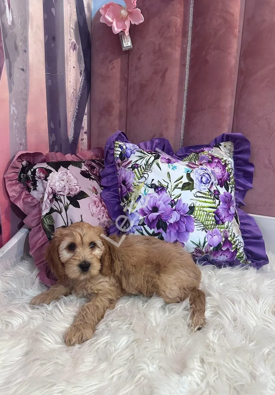 Ozdobna poszewka na poduszkę w kwiaty Velvet , zamsz, fioletowe róże , róże /gładka 42x42 cm